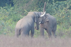 Elephas maximus indicus