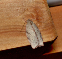 Euchaetis inceptella