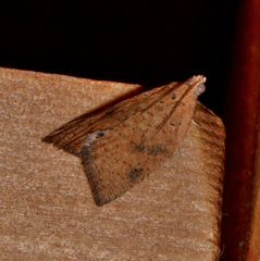 Meritastis