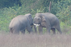 Elephas maximus indicus