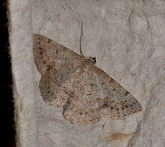 Taxeotis intextata