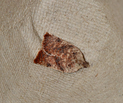 Meritastis