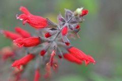 Salvia karwinskii