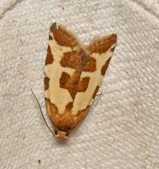 Subfurcatana schematica