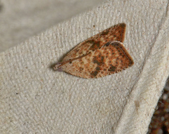Meritastis