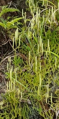 Lycopodium japonicum