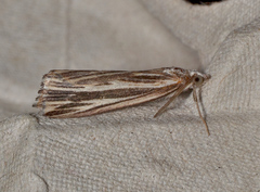 Rhynchopsota delogramma