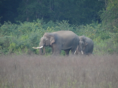 Elephas maximus indicus