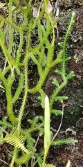 Lycopodium japonicum