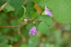Oxalis alpina