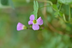 Oxalis alpina