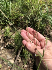 Verbena montevidensis