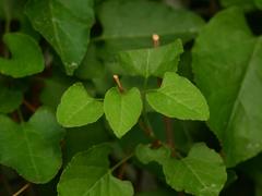 Fallopia baldschuanica