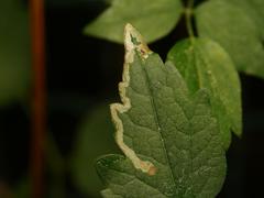 Phytomyza rectae