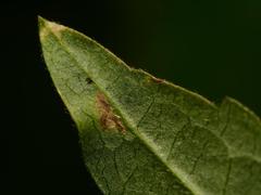 Phytomyza rectae