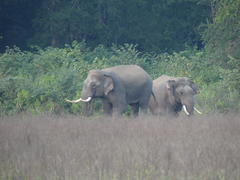 Elephas maximus indicus