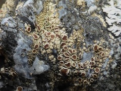 Myriolecis contractula