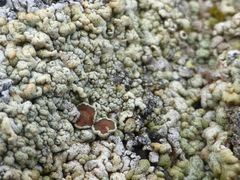 Myriolecis straminea