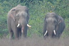 Elephas maximus indicus