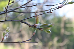 Amelanchier sanguinea