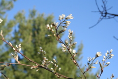 Amelanchier sanguinea