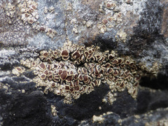 Myriolecis contractula