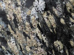 Myriolecis contractula