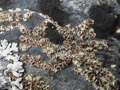 Myriolecis contractula