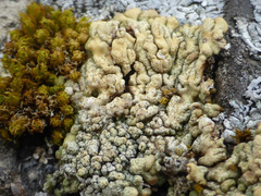 Myriolecis straminea