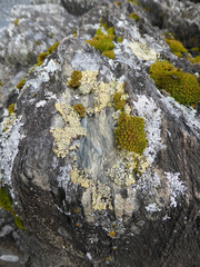 Myriolecis straminea