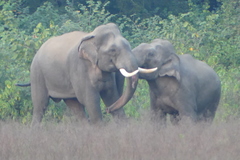 Elephas maximus indicus