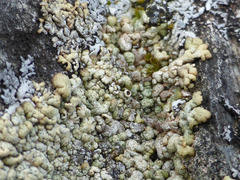 Myriolecis straminea