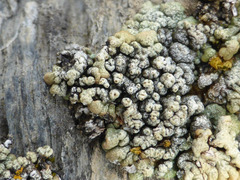 Myriolecis straminea