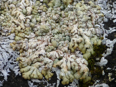 Myriolecis straminea