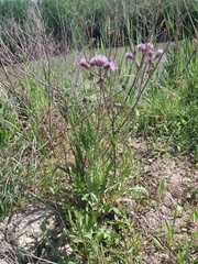 Cirsium arvense