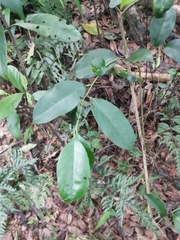 Ilex ficoidea