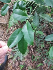 Ilex ficoidea