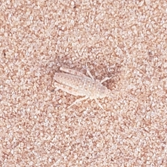 Trimerotropis barnumi