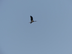 Ciconia nigra