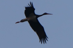 Ciconia nigra