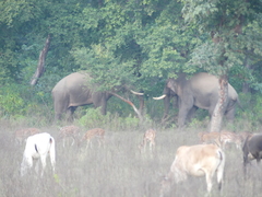 Elephas maximus indicus