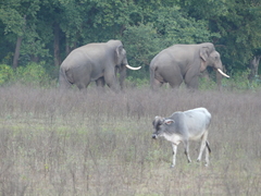 Elephas maximus indicus