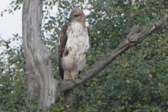 Nisaetus cirrhatus