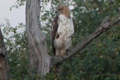 Nisaetus cirrhatus