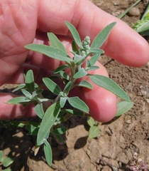 Chenopodium leptophyllum