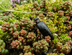 Physomeloe corallifer