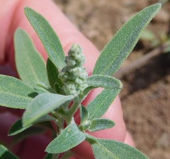 Chenopodium leptophyllum