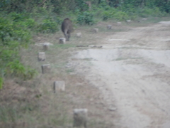 Sus scrofa