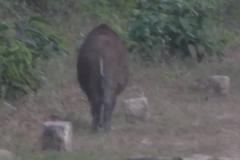 Sus scrofa