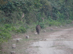 Sus scrofa